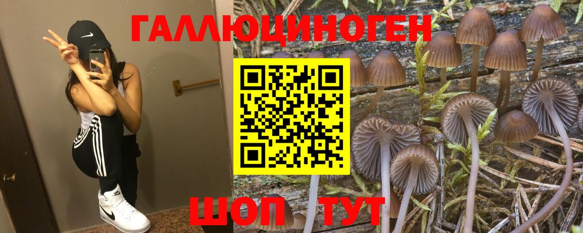 Реж  Псилоцибиновые грибы Cubensis  Вход с VPN 